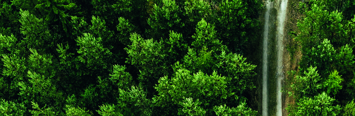 Path Through Forest 1400X460 002